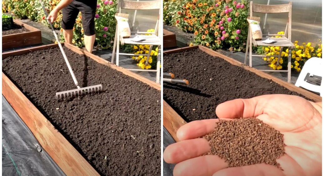 Секрет родючої землі нарешті розкрито! Це можна зробити всього за 10 хвилин і врожаю море 