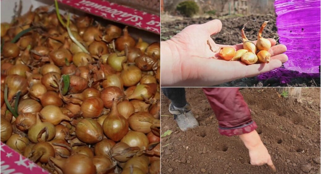 Без цього вже 10 років цибулю не саджу! Щоб урожай порадував, бабуся завжди робила це до посіву 