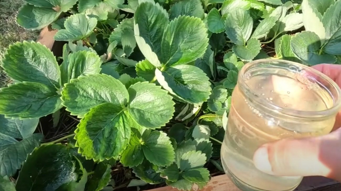 Садівники назвали 5 найкращих добрив для полуниці