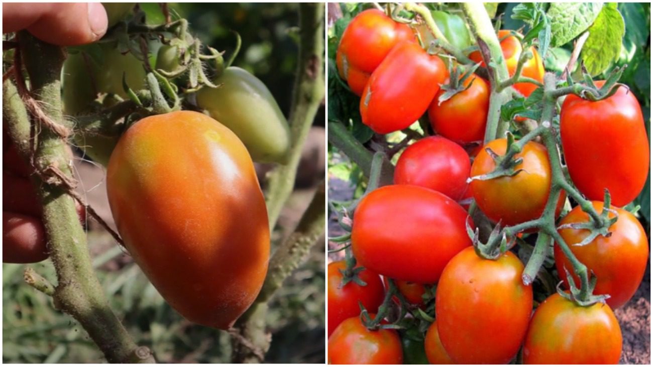 Городники назавали найкращі сорти пальчикових томатів