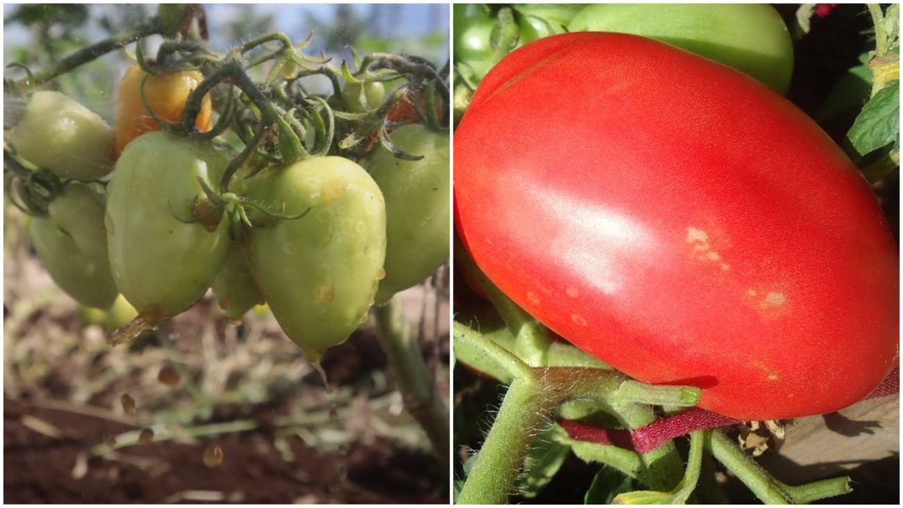 Городники назавали найкращі сорти пальчикових томатів