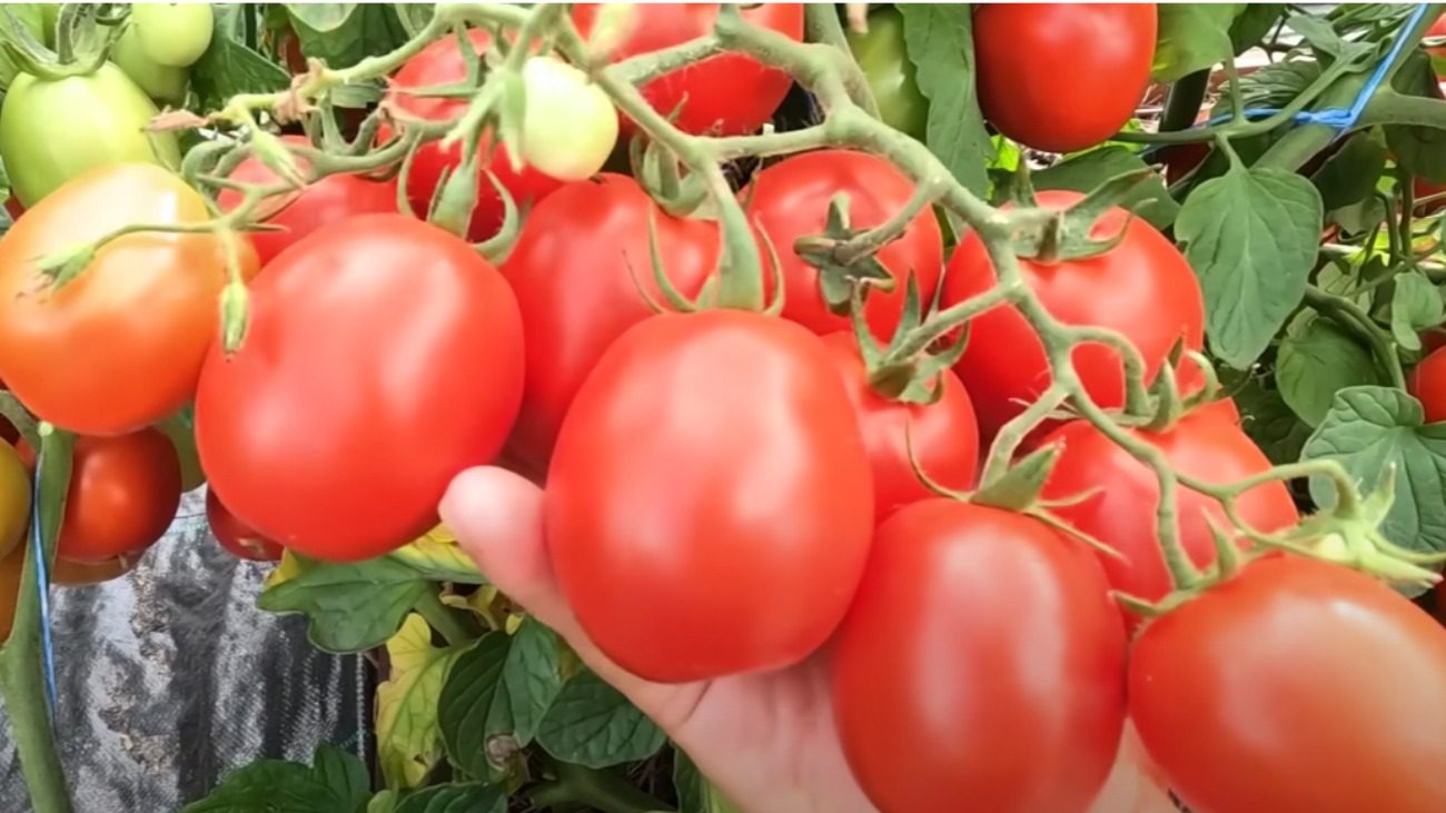 Садівники назвали найкращі сорти томатів 2025