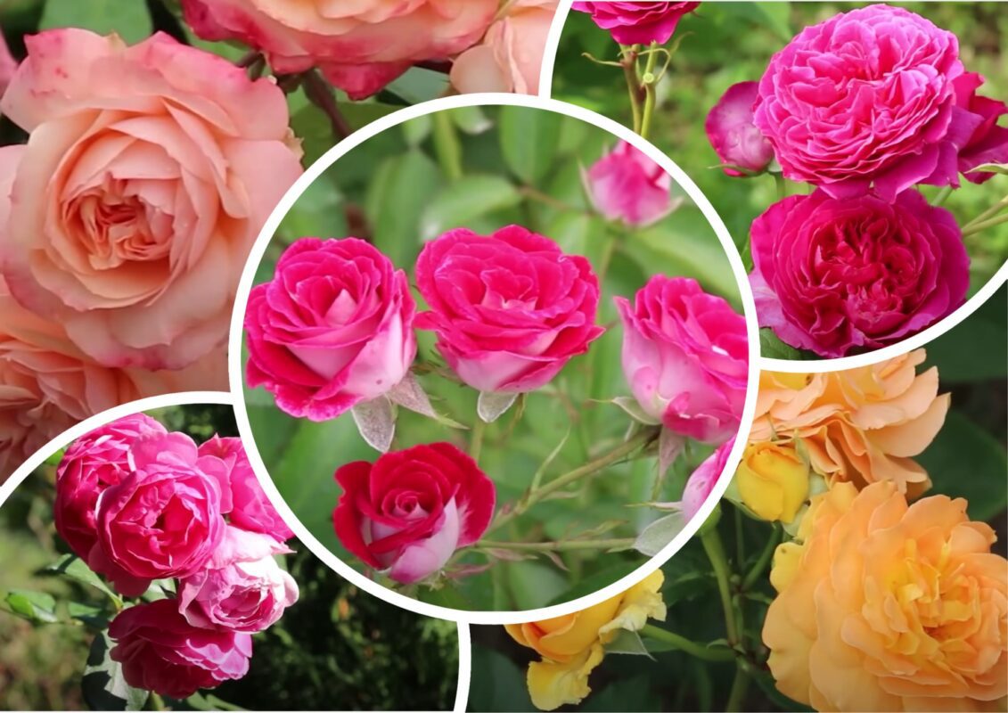 Садівники назвали найкращі сорти троянд з усіх часів: вищий знак якості