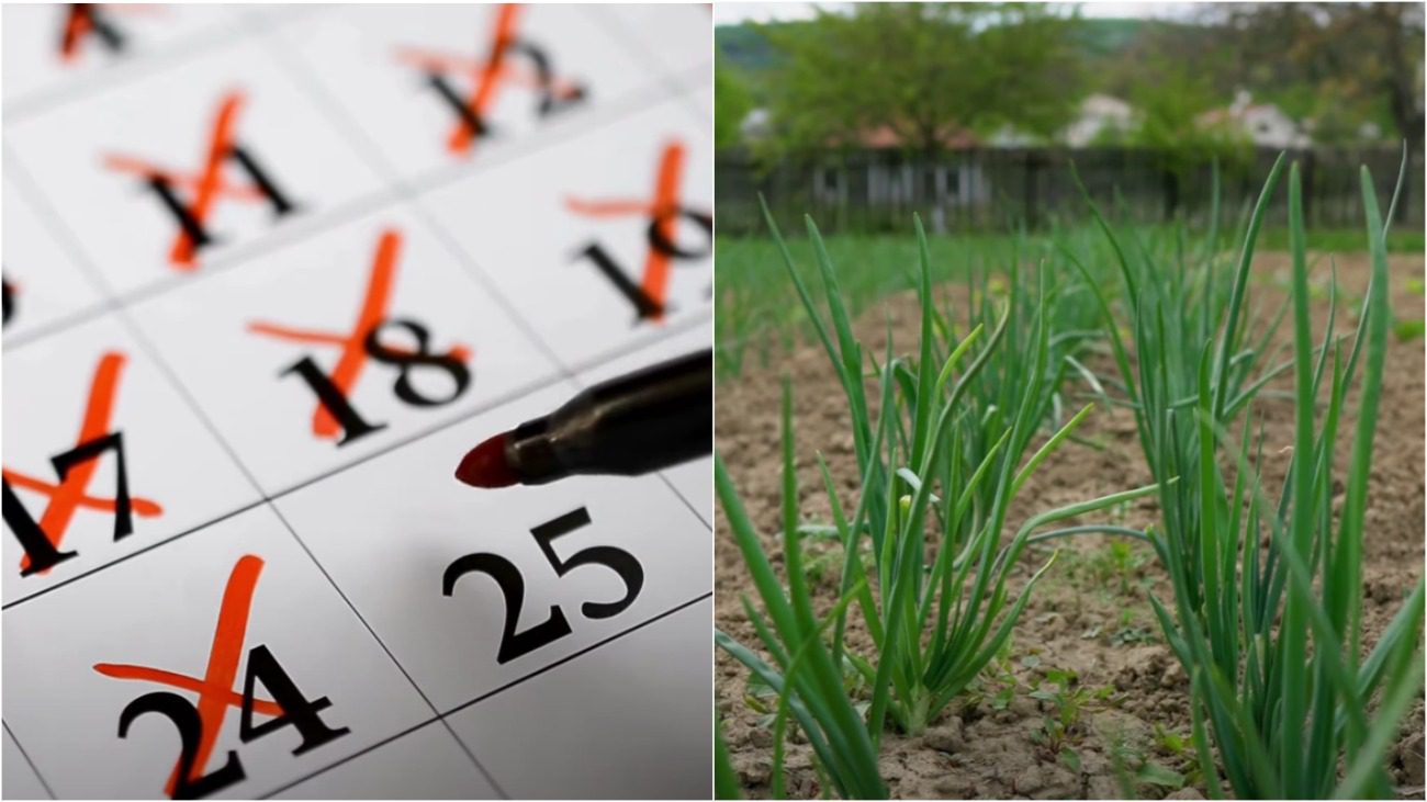 Городники назвали 3 народні прикмети, коли вже треба садити озиму цибулю