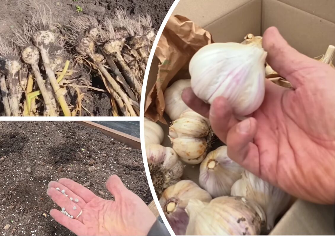 Садівники розповіли, в які дні жовтня-2025 посадити часник на зиму