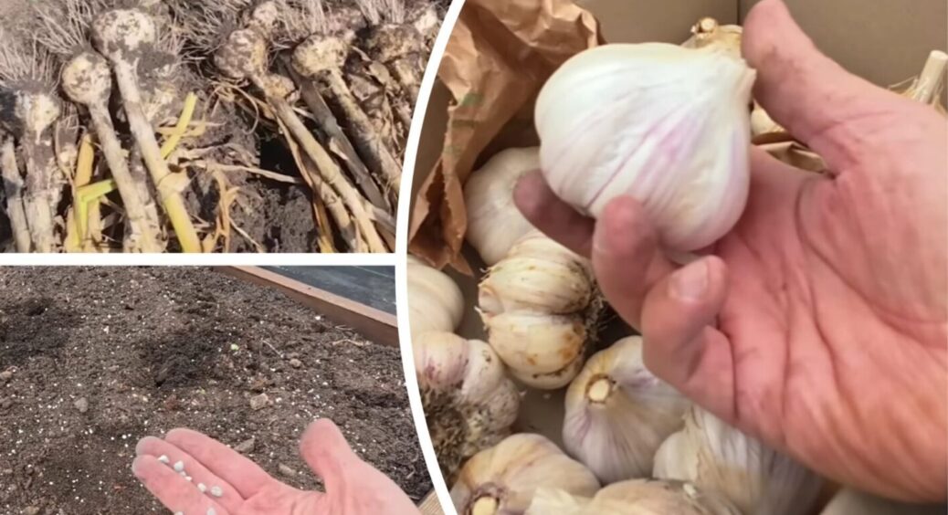 У жовтні 2025 не пропустіть 3 вдалих дні для посадки часнику – і зима не зашкодить урожаю 
