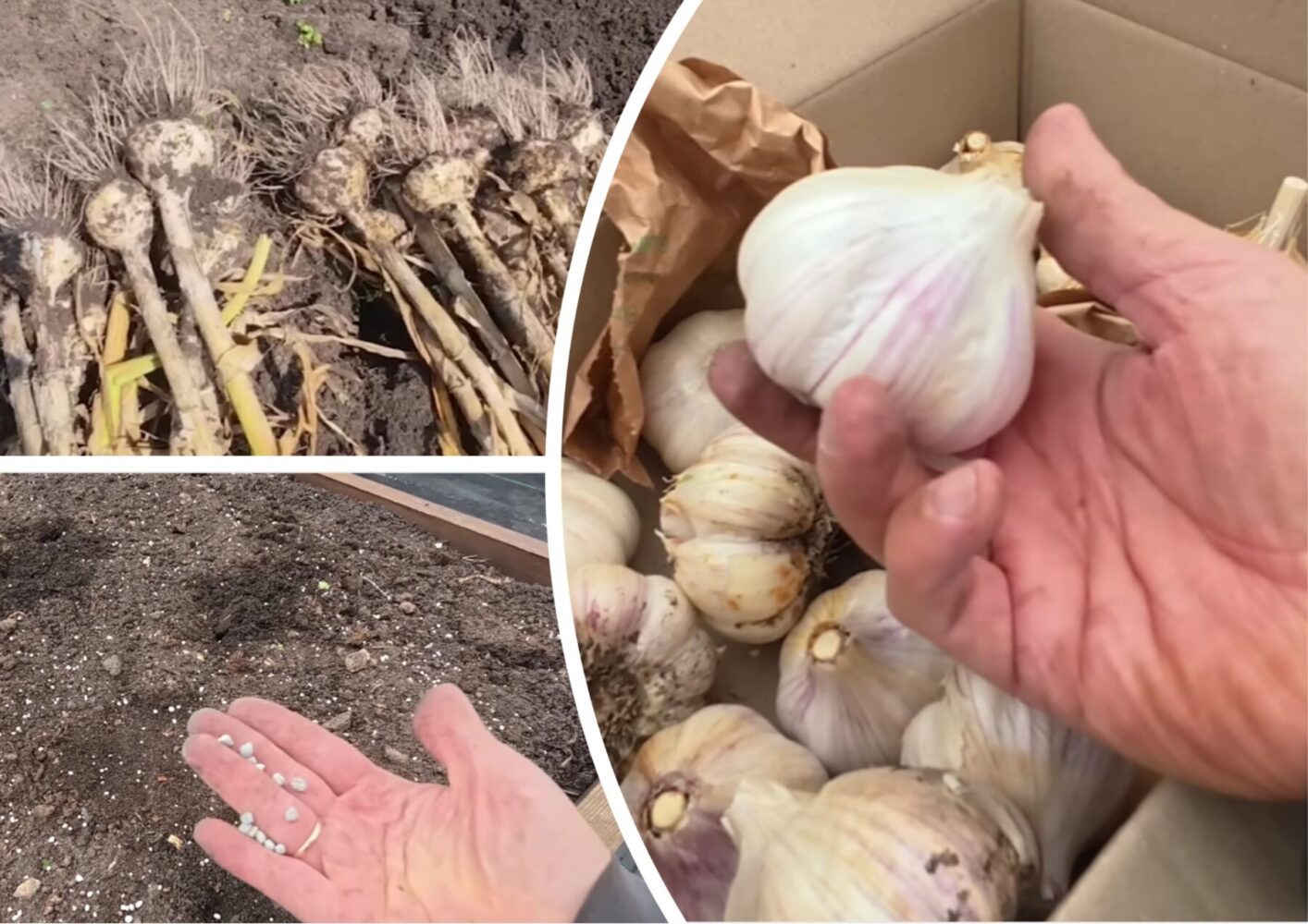 Садівники розповіли, в які дні жовтня-2025 посадити часник на зиму