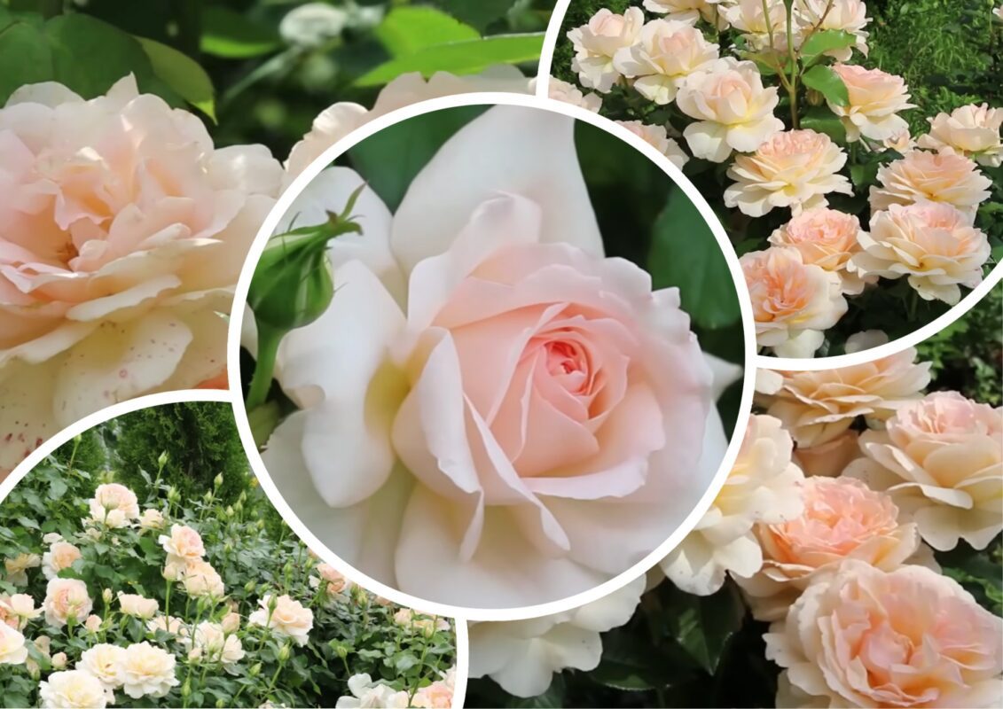 Садівники назвали сорт троянди №1 в Україні