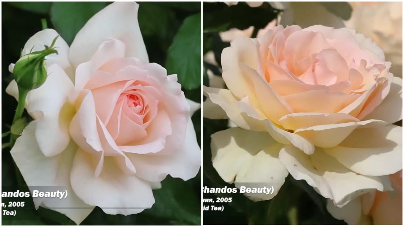 Садівники назвали сорт троянди №1 в Україні