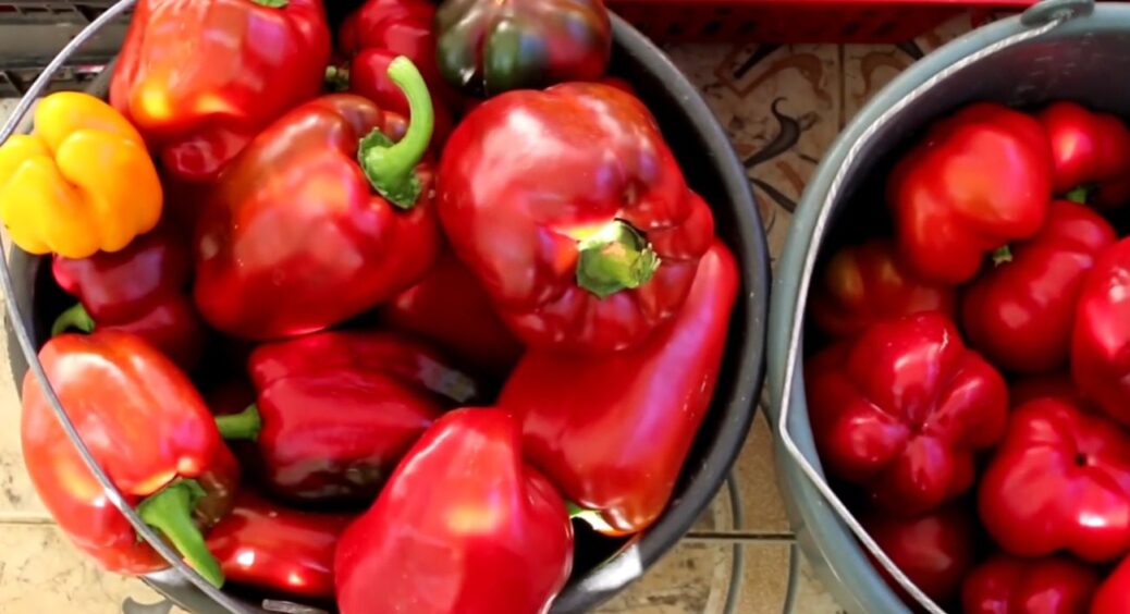 Саджала у 2025 і обов’язково посаджу у 2026: чудові сорти солодкого перцю, які варто вирощувати 