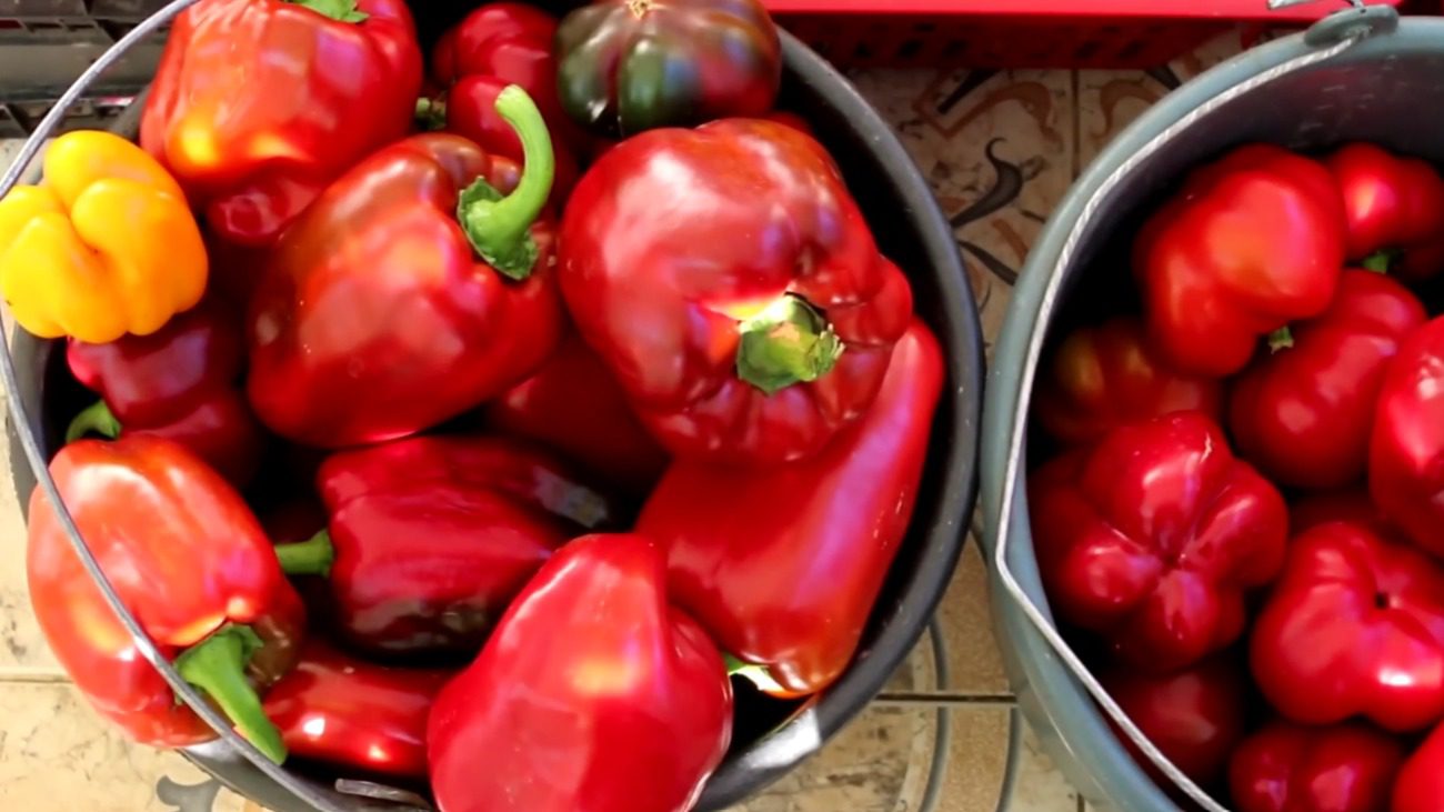 Городники назвали найкращі сорти солодкого перцю за останні 3 роки