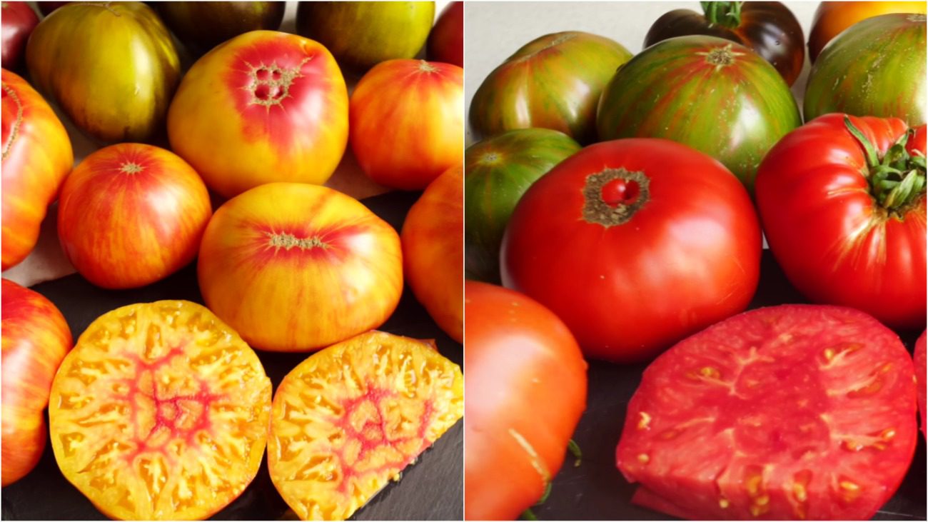 Городники назвали найкращі солодкі та смачні сорти томатів