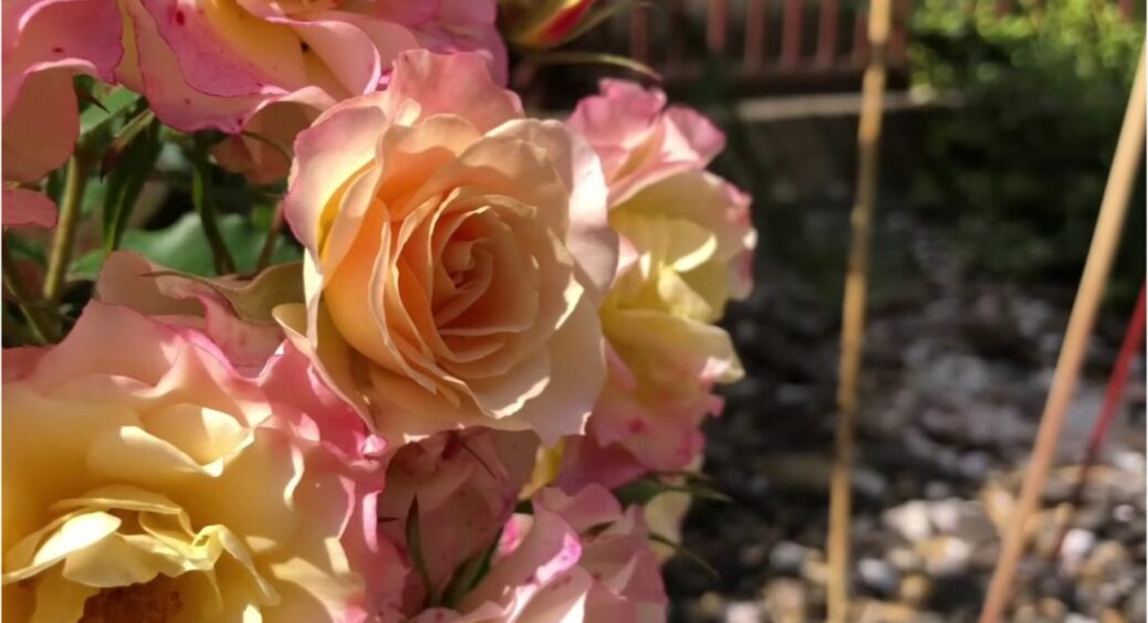 Троянди, які більше не хочу і не буду садити в свій сад: це головне розчарування 2025 року 