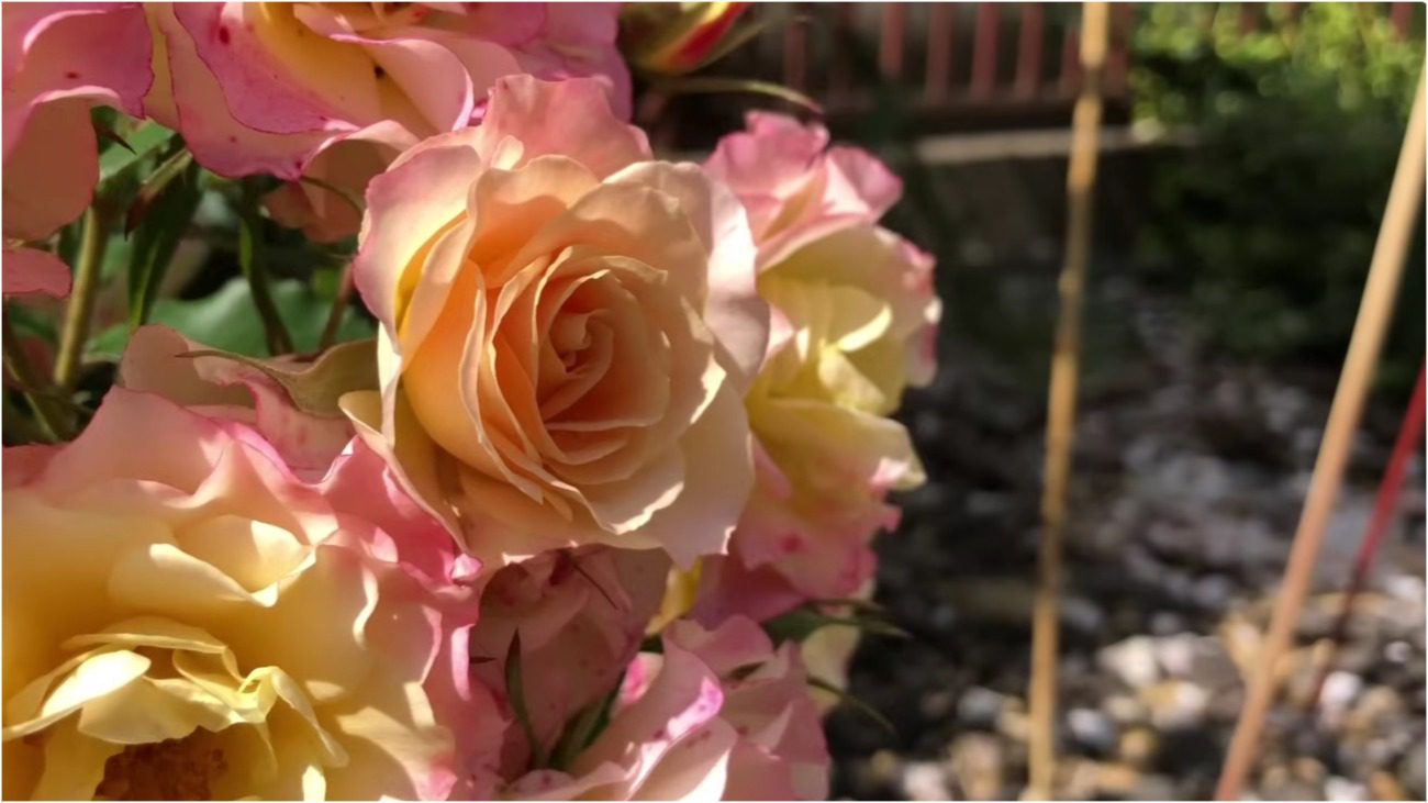 Садівники назвали найневдаліші сорти троянд, які їх розчарували