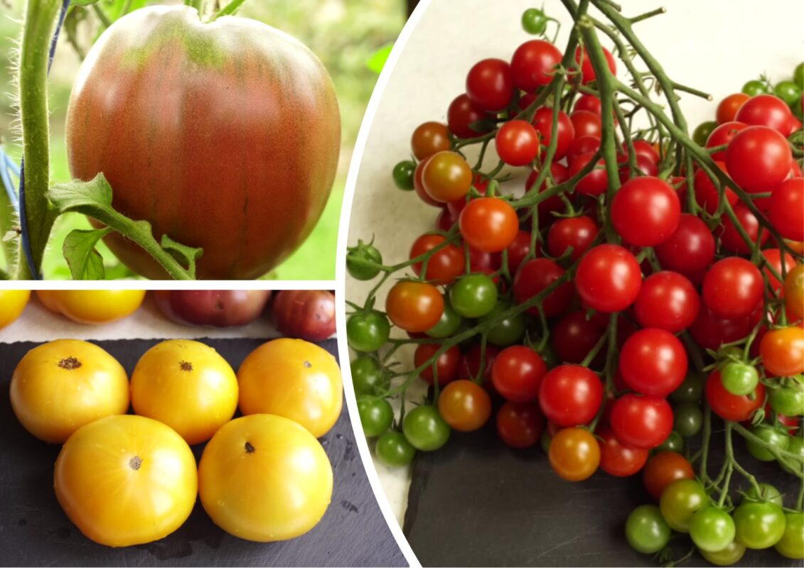 Агроном розповів, які томати висаджувати наступного року