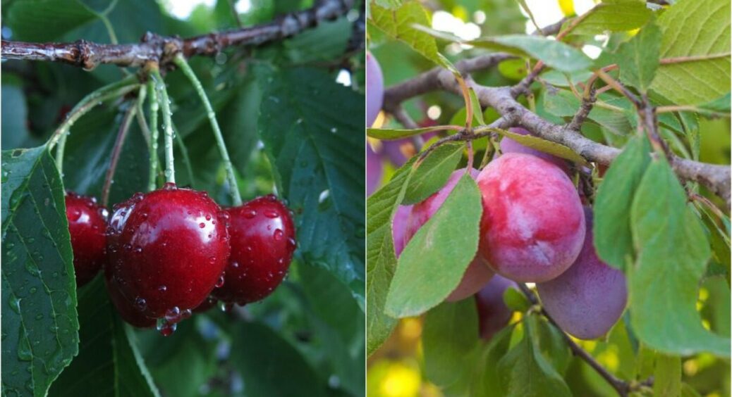 Кожної осені сиплю це під вишню і сливу: через 9 місяців гілки гнуться до землі від урожаю 