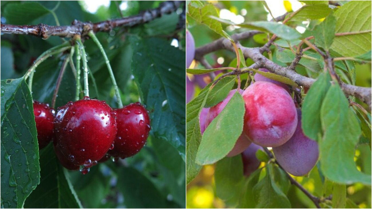Садівники розповіли, чим підгодувати вишню та сливу, щоб подвоїти врожай