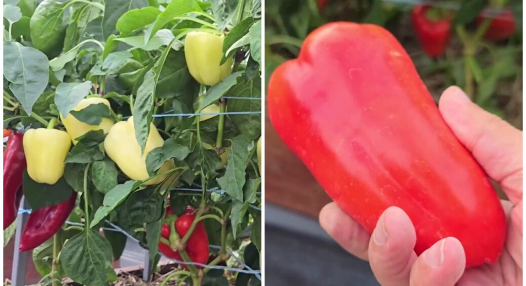 Висаджую цей перець вже 2-й рік: сусіди благають про назву сорту, а я не ділюся! 