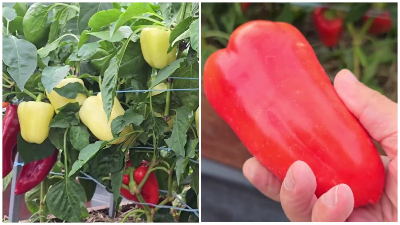 Агроном розповів, який сорт перцю дає багатий та м'ясистий урожай