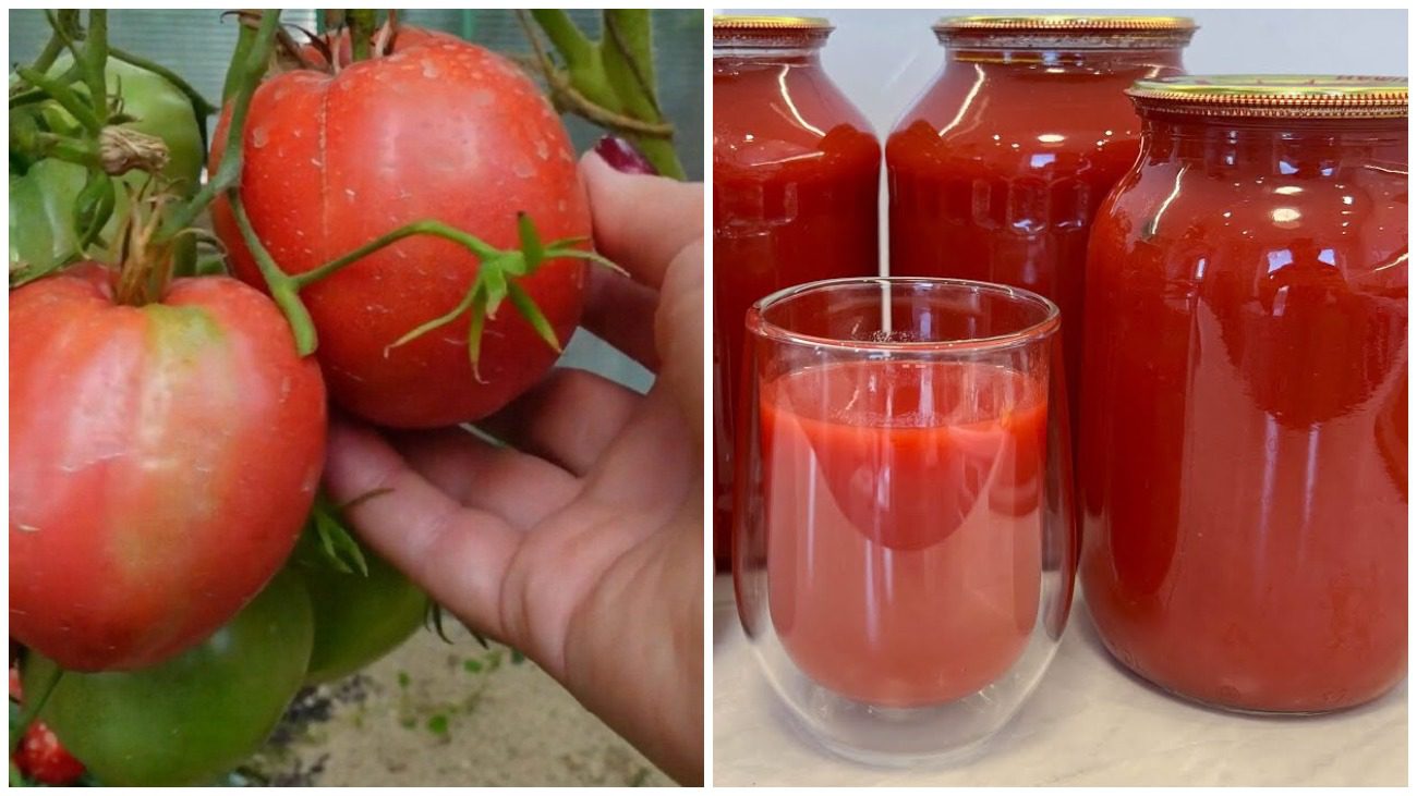 Городники назвали найкращі сорти помідорів для салатів та томатного соку