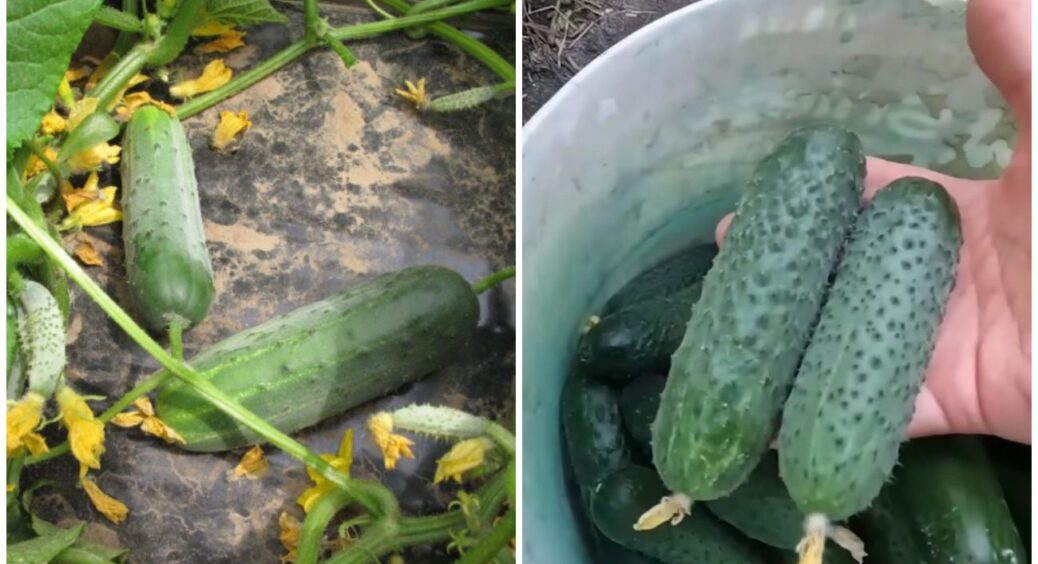Спробуйте хоча б 5 кущів: названо ідеальний сорт огірків для вирощування у відкритому ґрунті 