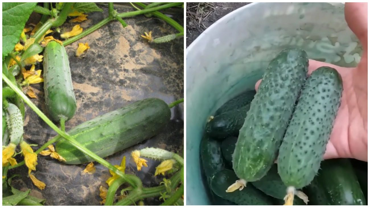 Городники назвали найкращі сорти огірків для всіх регіонів України