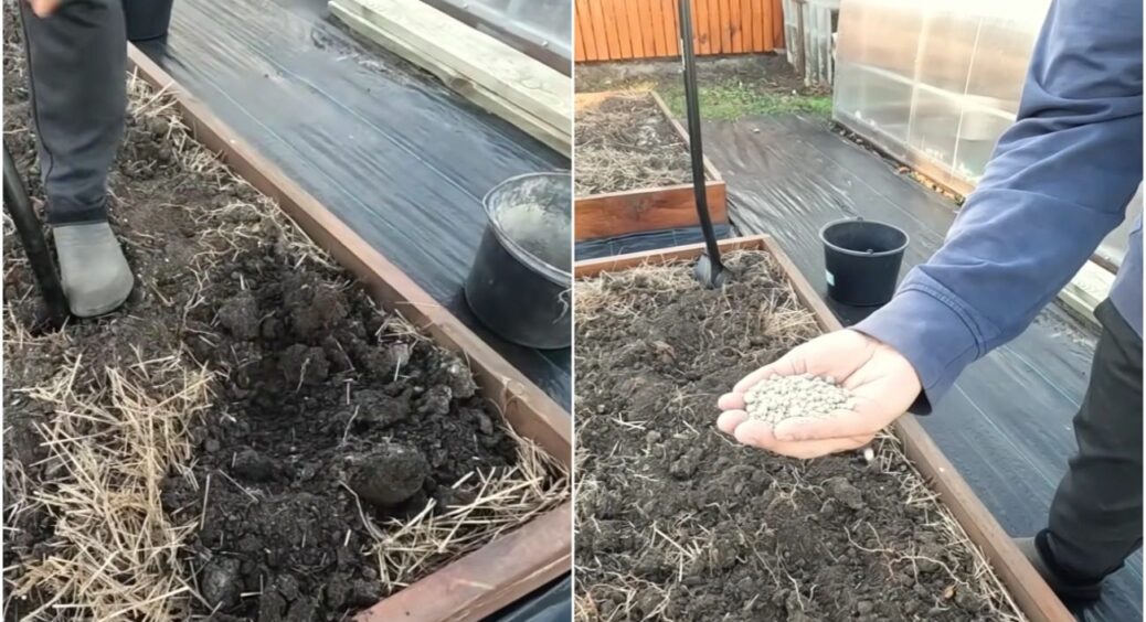 Восени даємо ґрунту силу! Це простий, але дуже ефективний прийом – через 9 місяців все побачите 