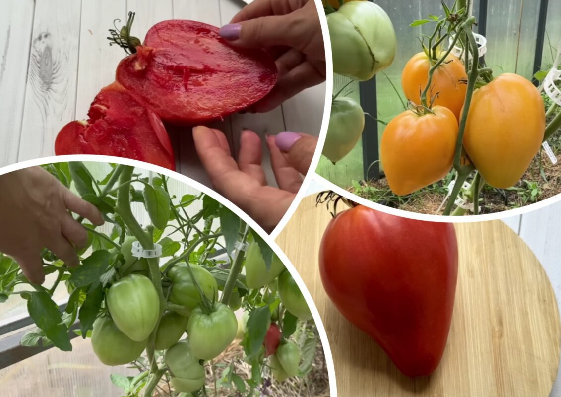 Городники обрали найсмачніші та врожайні томати зі 100 сортів