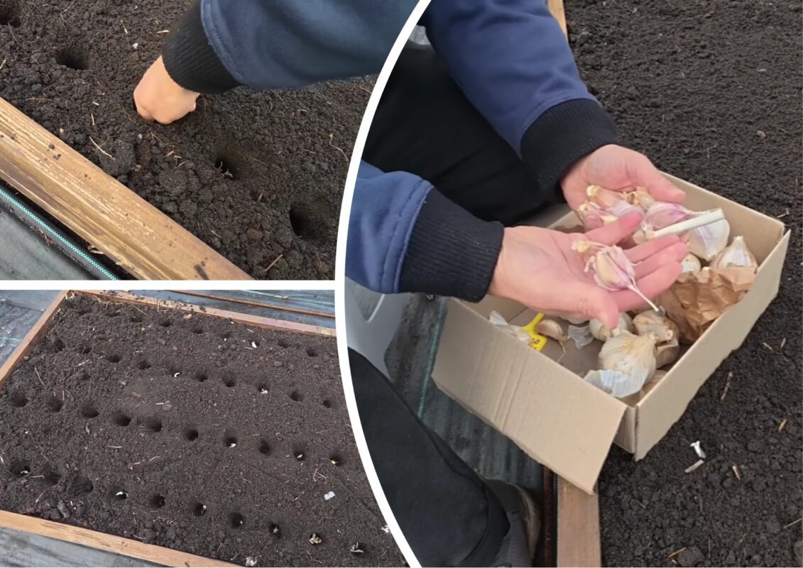 Городник розповів усі тонкощі посадки озимого часнику у 2025 році