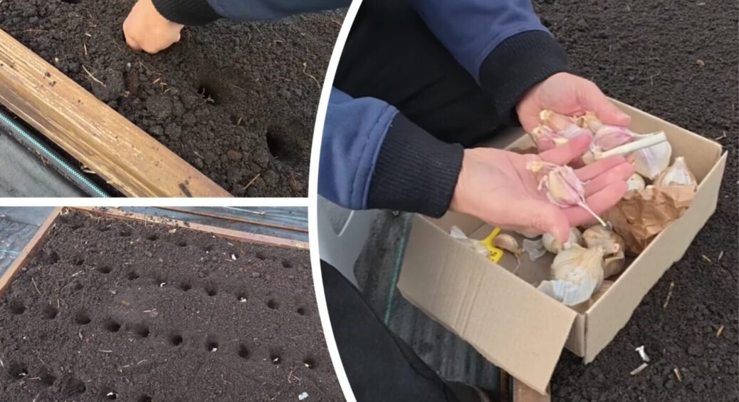 Хочете багато часника? У листопаді за 7 днів до посадки перемішайте ґрунт з ЦИМ – буде море 