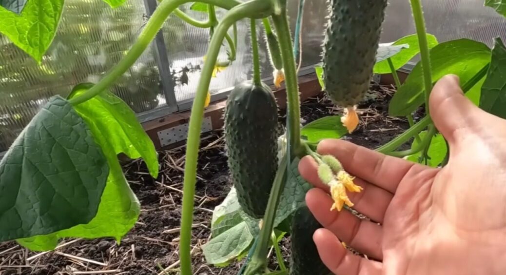 Смачні плоди через 35 днів: на 2026-й всі шукають цей ультраранній огірок — по 9 кг з квадрату 