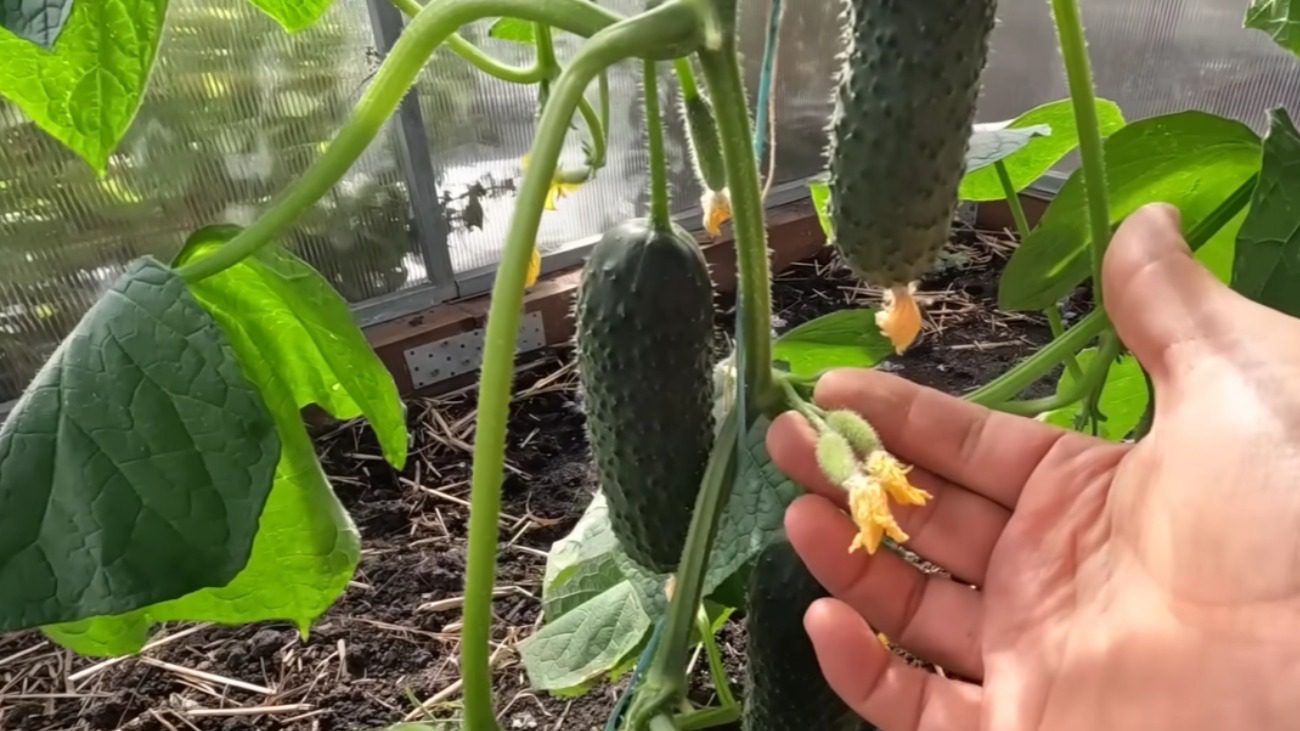 Агрономи назвали ранній сорт огірків, який дає урожай через місяць
