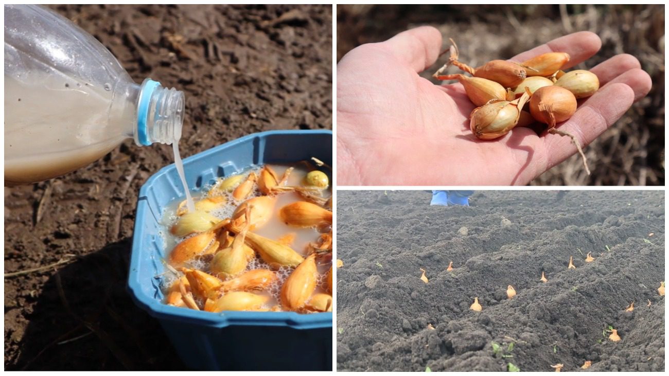 Городники розповіли, що потрібно обов'язково зробити перед посадкою цибулі