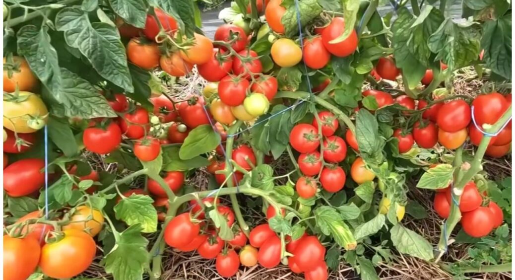 Відро врожаю з куща — це не фантастика, а реальність із ЦИМИ  сортами низькорослих помідорів 