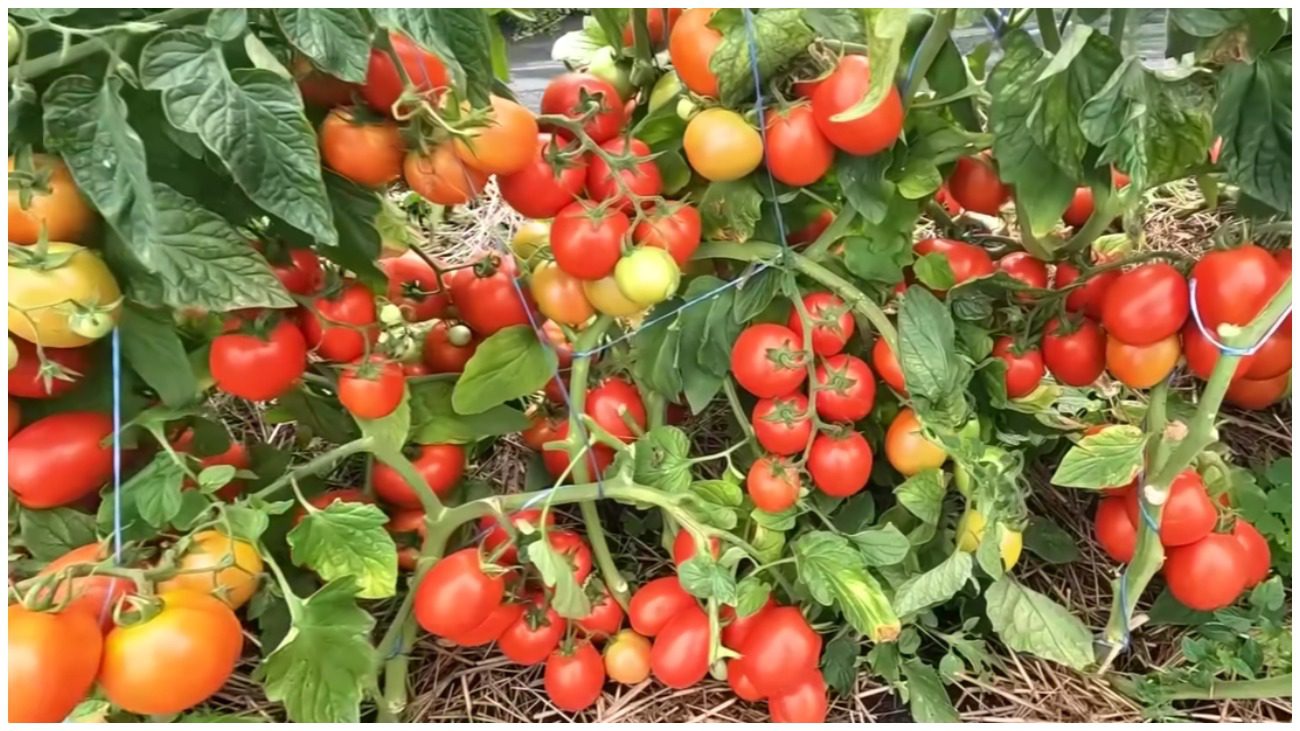 Агроном розповів, який помідор варто висаджувати зараз на розсаду