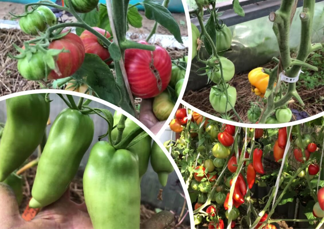 Ці томати не вразили ні врожаєм, ні смаком: дізнайтесь назву сорту