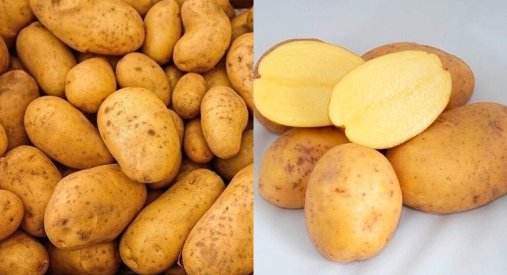 Сорт картоплі “Невський” зайняв перше місце через низький вміст крохмалю: чемпіон сезону 2025 