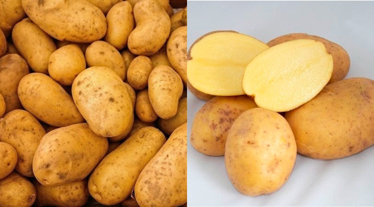 Експерти назвали корисний і не калорійний сорт картоплі 