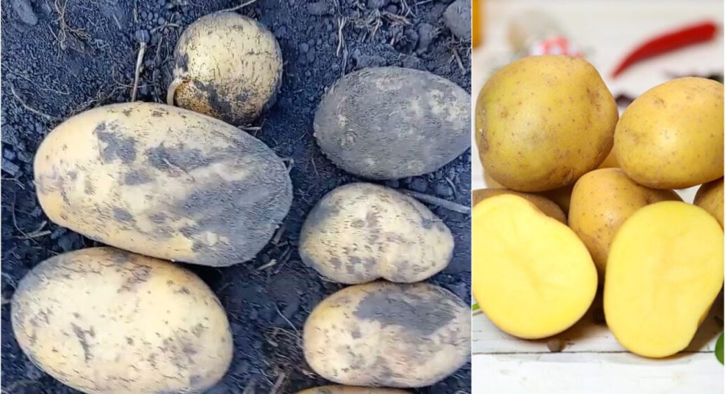 Щороку саджаю лише їх: 3 сорти картоплі з найкращим смаком і високим показником урожайності 