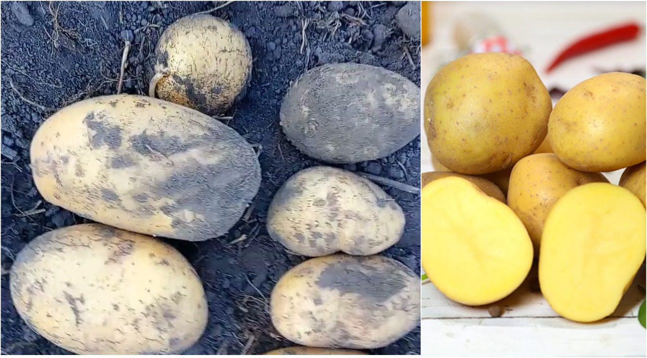 Агрономи назвали 3 найурожайніші сорти картоплі у 2025 році