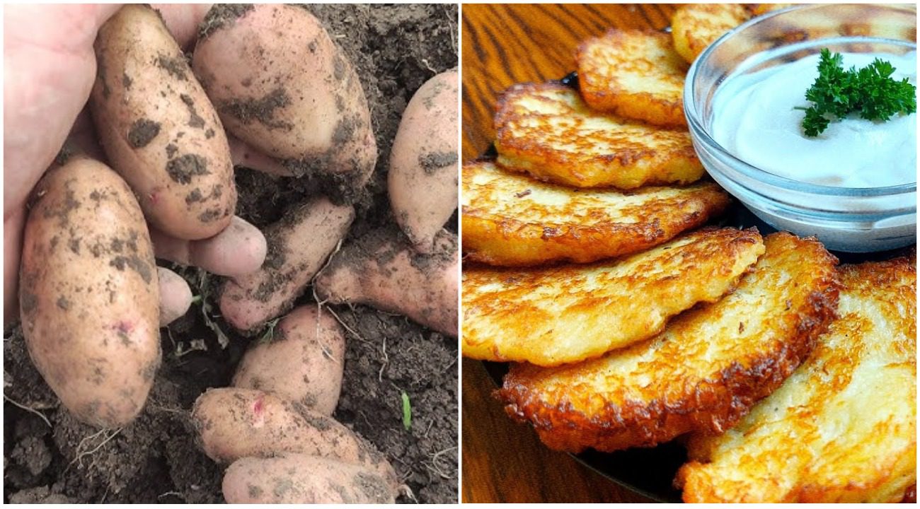 Експерти назвали 2 сорти картоплі, з яких виходять найсмачніші деруни