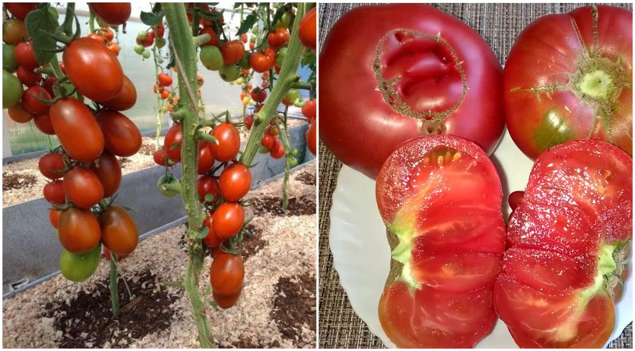 Агрономи розповіли, чому не варто садити сорт помідорів Де Барао