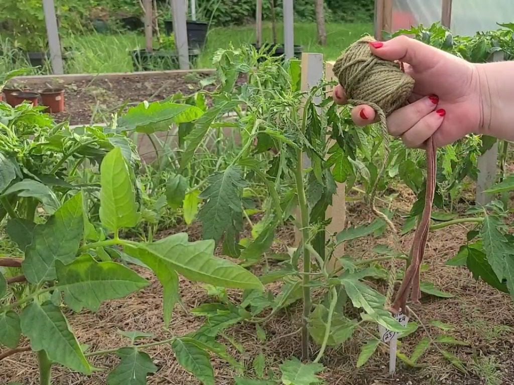 Сорт помідорів для теплиці Золота Рибка