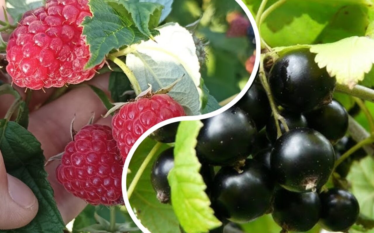 Садівники розповіли, як підвищити врожайність малини і смородини