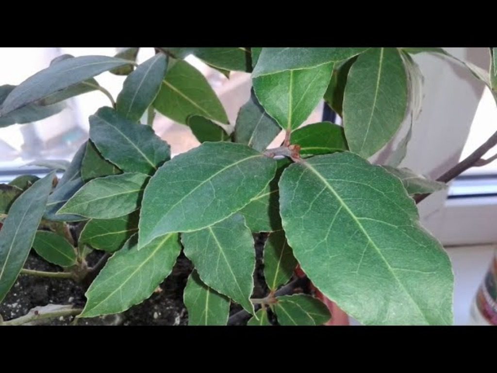 Навіщо закопувати в землю лавровий лист