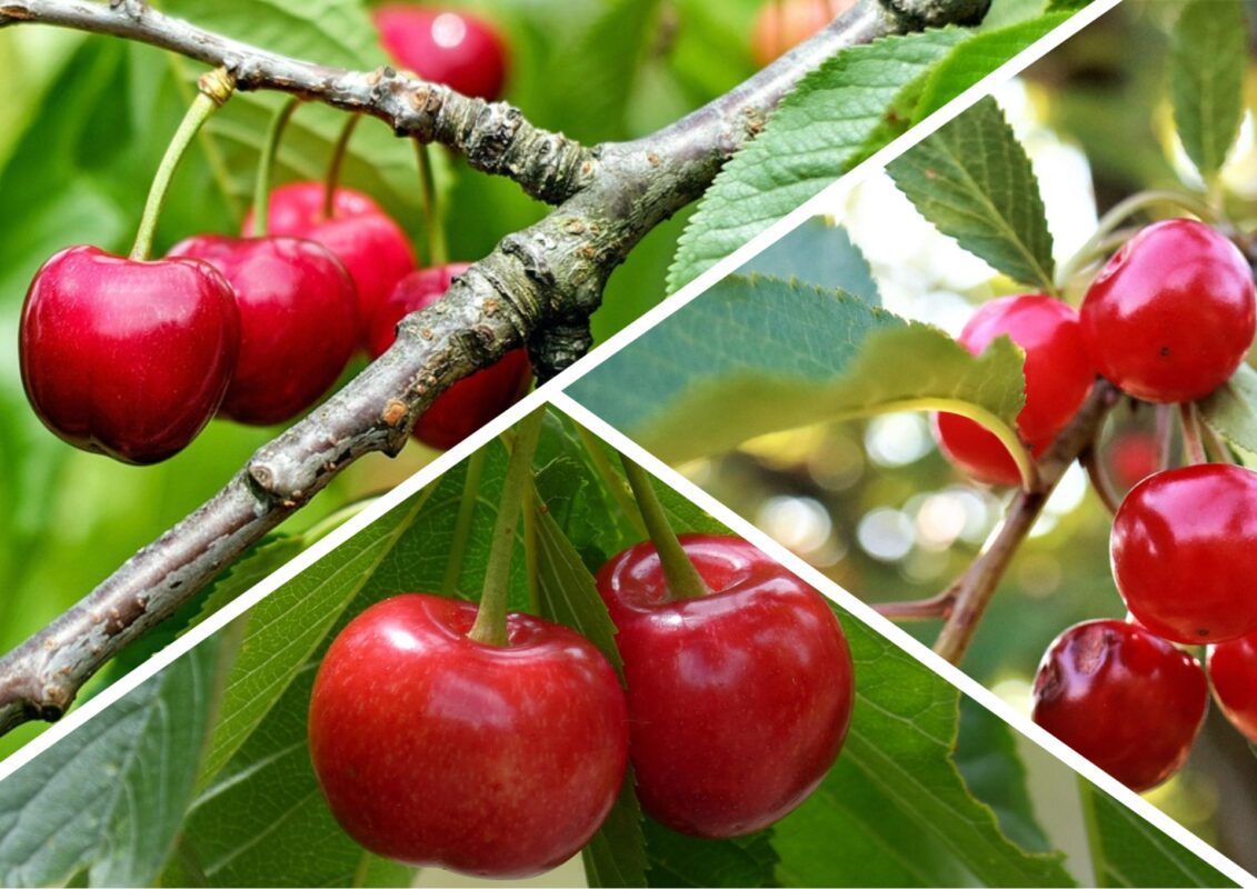 Садівники розповіли, чим підживити вишні для великого врожаю навесні-2026