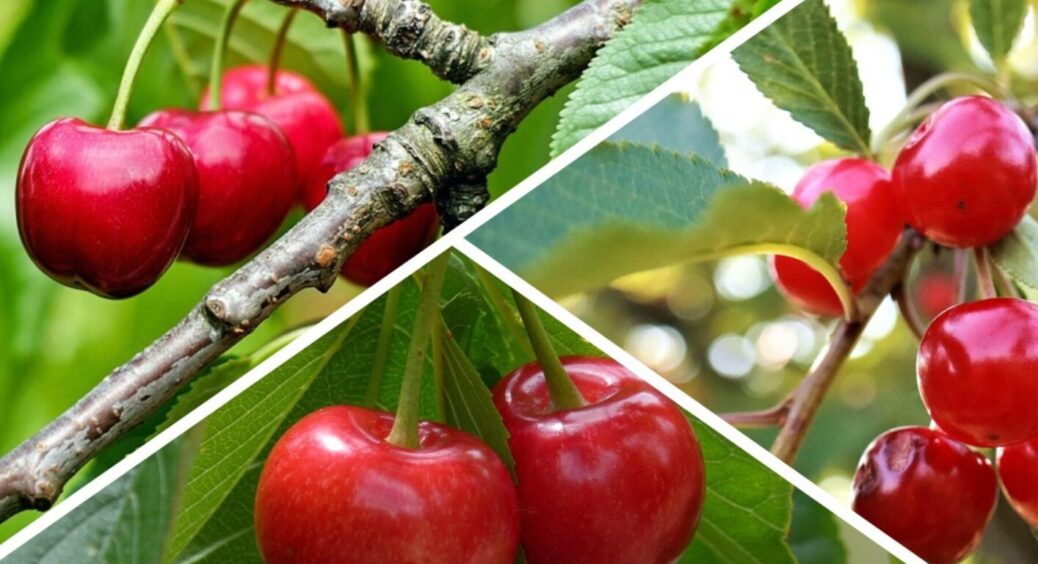 Сусіди тільки охають, а в мене в Сумах гілки гнуться від вишень: ось як я збираю по 15 відер 