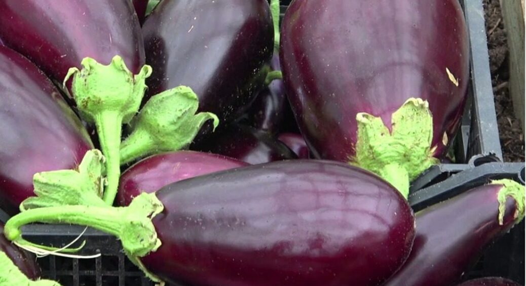 6-й рік висаджую цей баклажан і 6 роки маю гори урожаю: і на ікру, і на салати, і на тещин язик 