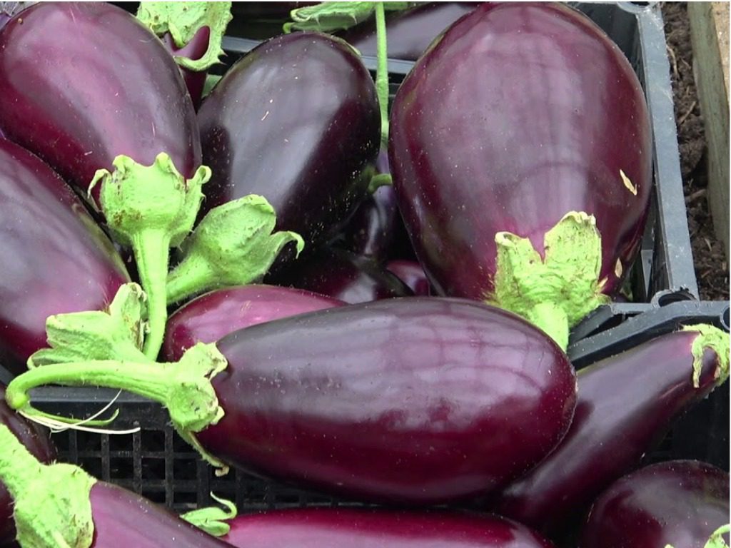 Які сорти баклажанів стали лідерами в 2025 році