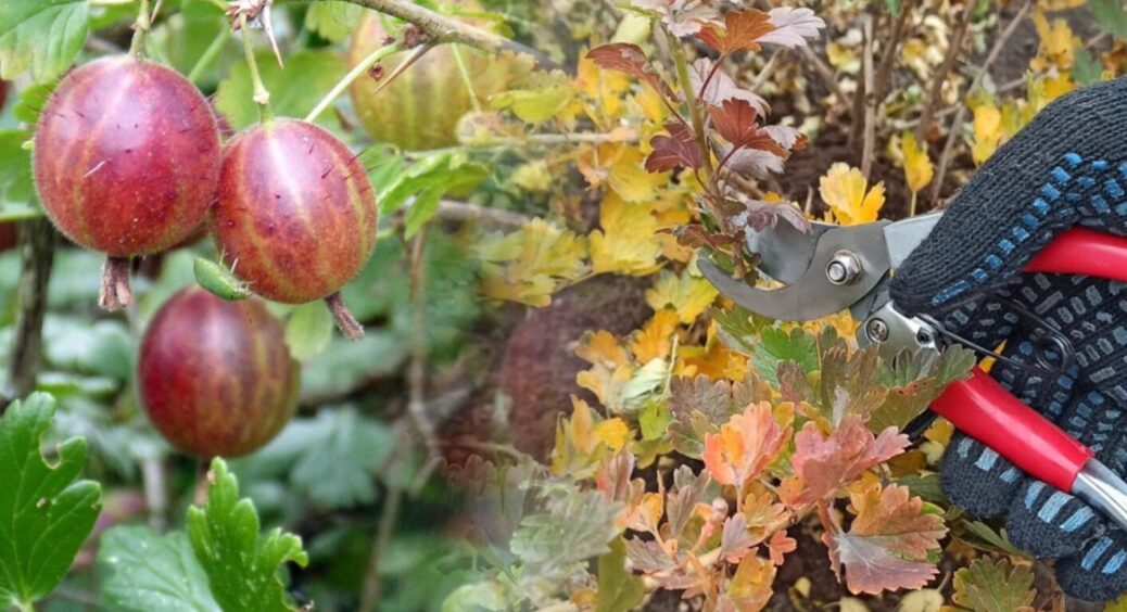 Поки сніг ще на городі – внесіть це добриво під аґрус: 1 секрет від бувалих дачників 